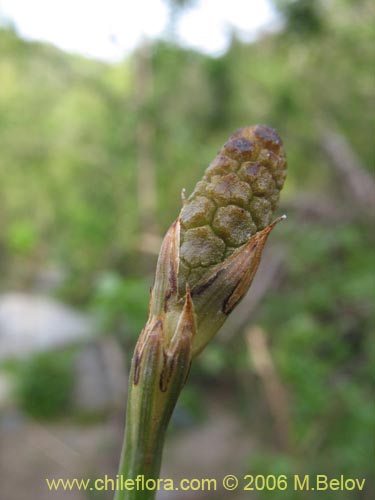 Image of Equisetum bogotense (Hierba del platero / Limpia plata / Hierba de la plata / Canutillo). Click to enlarge parts of image.