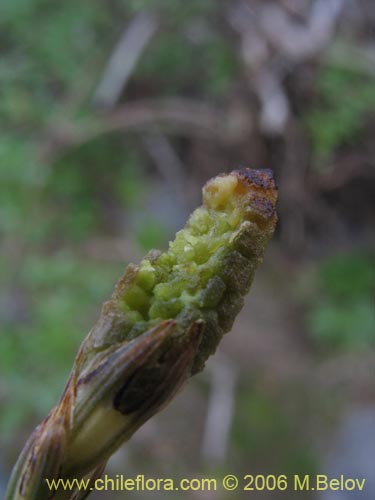 Image of Equisetum bogotense (Hierba del platero / Limpia plata / Hierba de la plata / Canutillo). Click to enlarge parts of image.