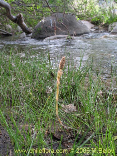 Image of Equisetum bogotense (Hierba del platero / Limpia plata / Hierba de la plata / Canutillo). Click to enlarge parts of image.