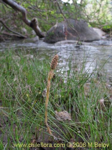 Image of Equisetum bogotense (Hierba del platero / Limpia plata / Hierba de la plata / Canutillo). Click to enlarge parts of image.