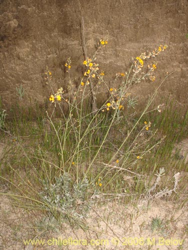 Imágen de Adesmia mucronata (). Haga un clic para aumentar parte de imágen.