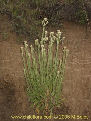 Bild von Gnaphalium philippii (). Klicken Sie, um den Ausschnitt zu vergrössern.