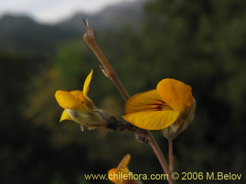 Imágen de Adesmia mucronata (). Haga un clic para aumentar parte de imágen.