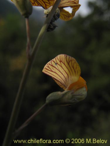 Imágen de Adesmia mucronata (). Haga un clic para aumentar parte de imágen.