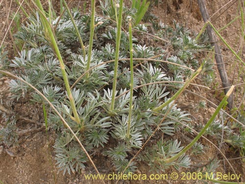 Bild von Adesmia mucronata (). Klicken Sie, um den Ausschnitt zu vergrössern.