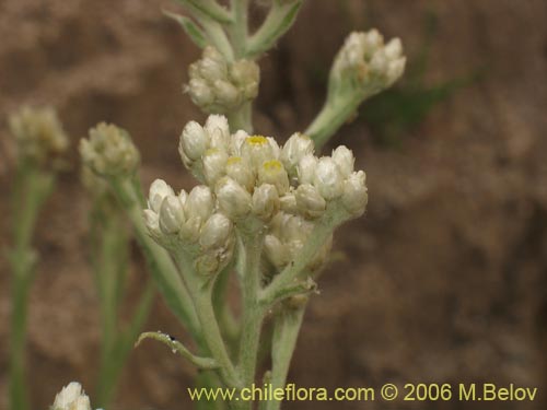 Imágen de Gnaphalium philippii (). Haga un clic para aumentar parte de imágen.