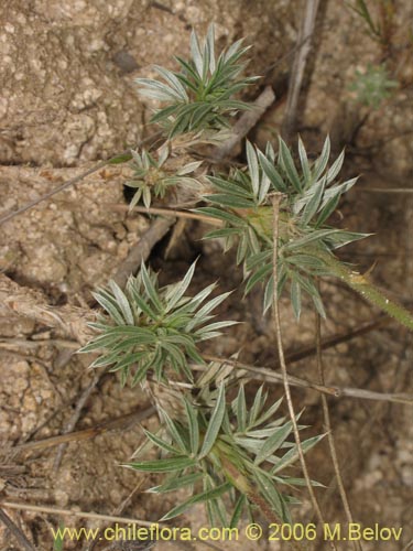 Bild von Adesmia mucronata (). Klicken Sie, um den Ausschnitt zu vergrössern.