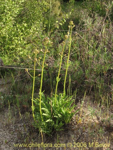 Imágen de Valeriana sp. #1626 (). Haga un clic para aumentar parte de imágen.