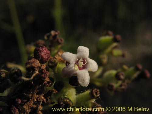 Valeriana sp. #1626의 사진