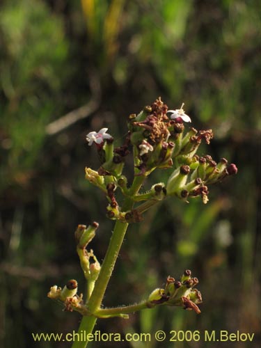 Image of Valeriana sp.   #1626 (). Click to enlarge parts of image.