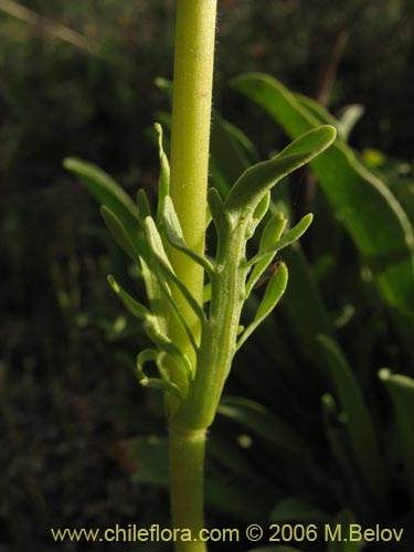 Bild von Valeriana sp. #1626 (). Klicken Sie, um den Ausschnitt zu vergrössern.