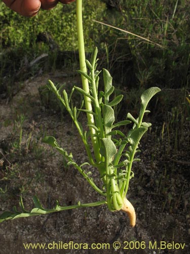 Imágen de Valeriana sp. #1626 (). Haga un clic para aumentar parte de imágen.