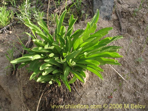 Imágen de Valeriana sp. #1626 (). Haga un clic para aumentar parte de imágen.