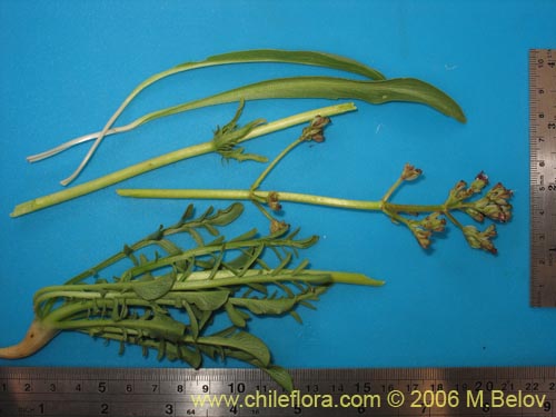 Image of Valeriana sp.   #1626 (). Click to enlarge parts of image.