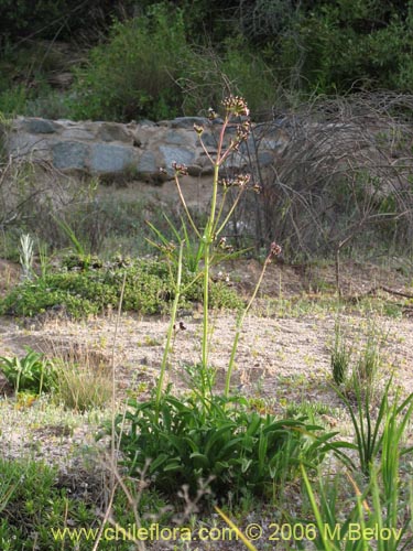 Valeriana sp. #1626の写真