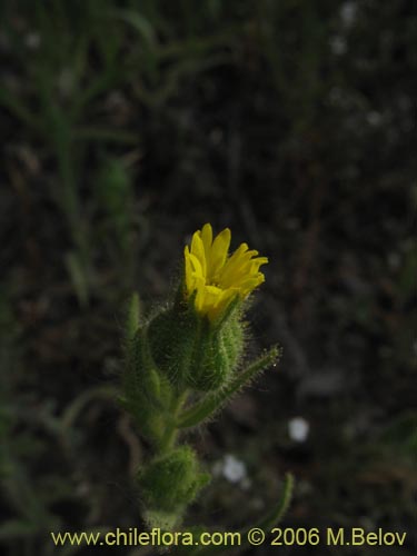 Image of Madia sativa (Melosa / Madia). Click to enlarge parts of image.