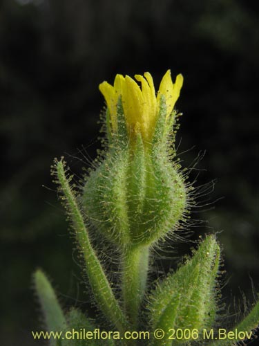 Image of Madia sativa (Melosa / Madia). Click to enlarge parts of image.