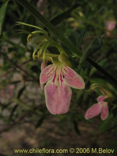Teucrium bicolor의 사진