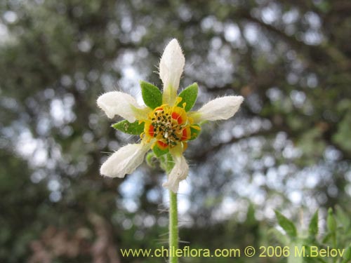 Imágen de Loasa triloba (Ortiga caballuna). Haga un clic para aumentar parte de imágen.