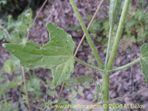 Image of Loasa triloba (Ortiga caballuna). Click to enlarge parts of image.