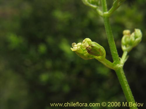 Image of Valeriana sp.   #1522 (). Click to enlarge parts of image.