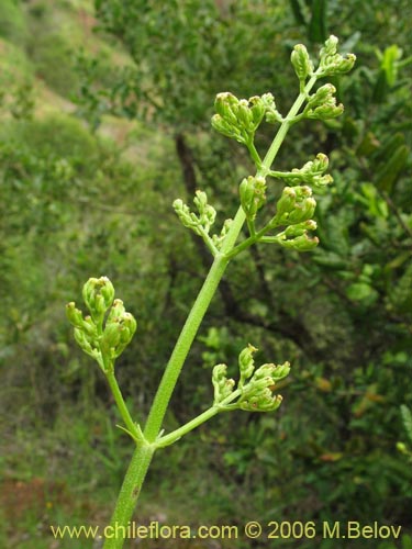 Valeriana sp. #1522의 사진