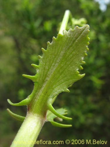 Bild von Valeriana sp. #1522 (). Klicken Sie, um den Ausschnitt zu vergrössern.