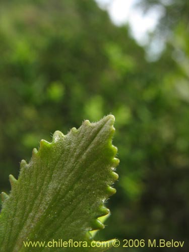 Image of Valeriana sp. #1522 (). Click to enlarge parts of image.