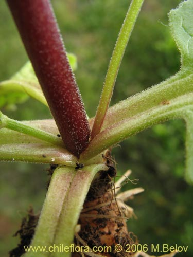 Bild von Valeriana sp. #1522 (). Klicken Sie, um den Ausschnitt zu vergrössern.