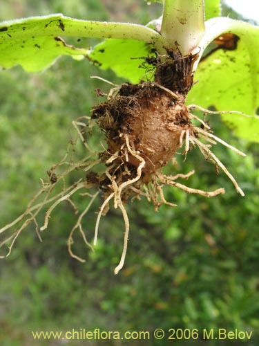 Bild von Valeriana sp. #1522 (). Klicken Sie, um den Ausschnitt zu vergrössern.