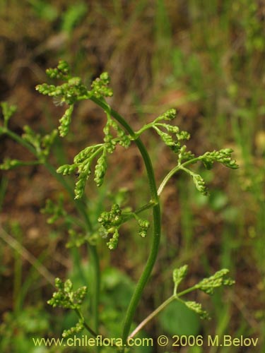 Valeriana sp. #1522的照片