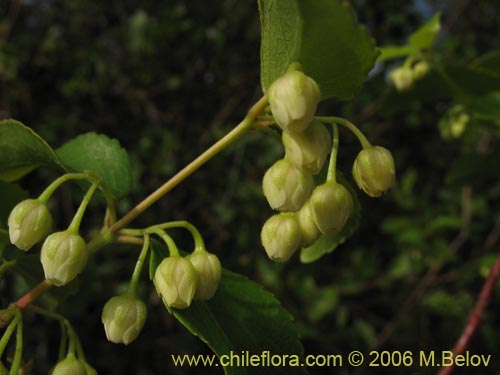 Image of Aristotelia chilensis (Maqui). Click to enlarge parts of image.