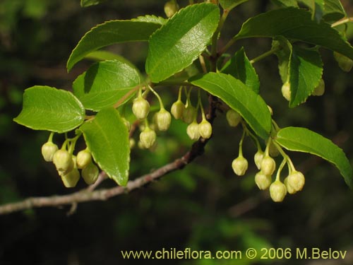 Bild von Aristotelia chilensis (Maqui). Klicken Sie, um den Ausschnitt zu vergrössern.