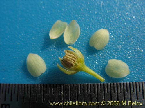 Фотография Aristotelia chilensis (Maqui). Щелкните, чтобы увеличить вырез.