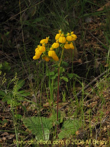 Фотография Calceolaria corymbosa (). Щелкните, чтобы увеличить вырез.