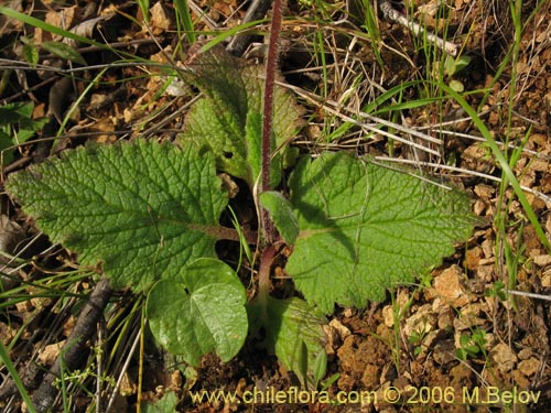 Image of Calceolaria corymbosa (). Click to enlarge parts of image.