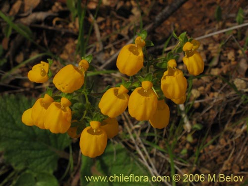 Calceolaria corymbosa的照片