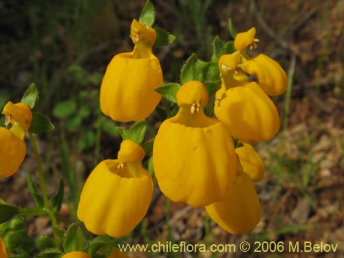 Calceolaria corymbosa의 사진