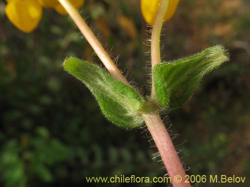 Image of Calceolaria corymbosa (). Click to enlarge parts of image.