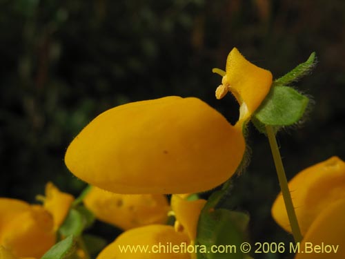 Фотография Calceolaria corymbosa (). Щелкните, чтобы увеличить вырез.