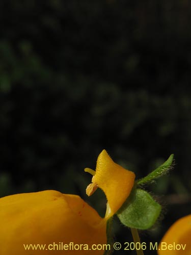 Image of Calceolaria corymbosa (). Click to enlarge parts of image.