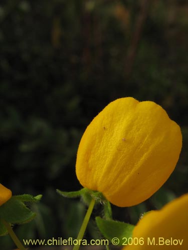 Image of Calceolaria corymbosa (). Click to enlarge parts of image.