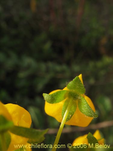 Bild von Calceolaria corymbosa (). Klicken Sie, um den Ausschnitt zu vergrössern.