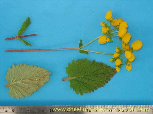 Image of Calceolaria corymbosa (). Click to enlarge parts of image.