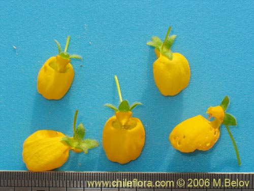 Image of Calceolaria corymbosa (). Click to enlarge parts of image.