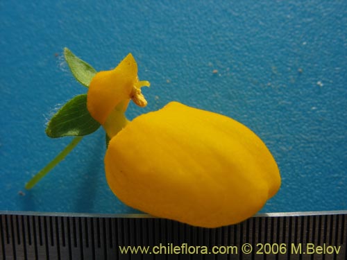 Фотография Calceolaria corymbosa (). Щелкните, чтобы увеличить вырез.