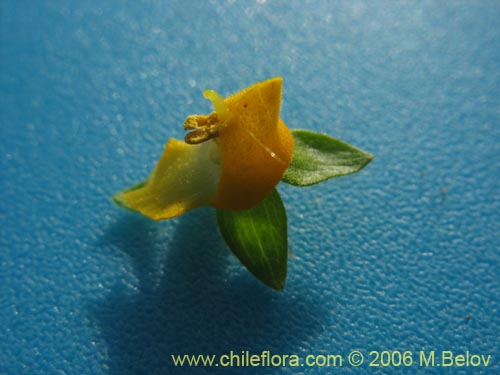 Image of Calceolaria corymbosa (). Click to enlarge parts of image.