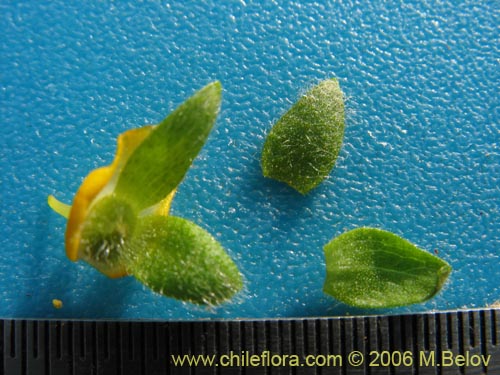 Image of Calceolaria corymbosa (). Click to enlarge parts of image.