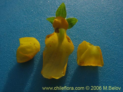 Calceolaria corymbosa的照片