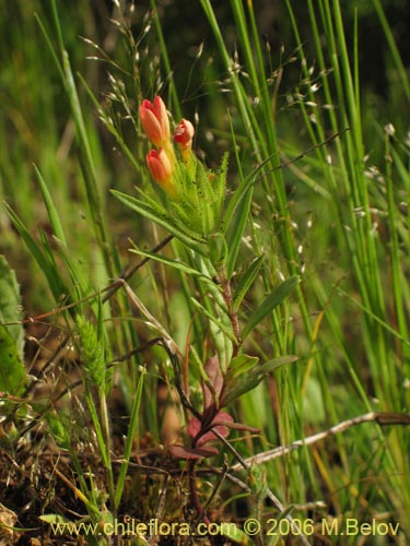 Bild von Collomia biflora (Colomia roja / Coxínea). Klicken Sie, um den Ausschnitt zu vergrössern.